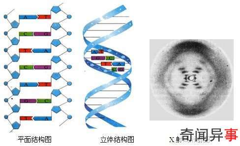 벻DNAٲֶԽ