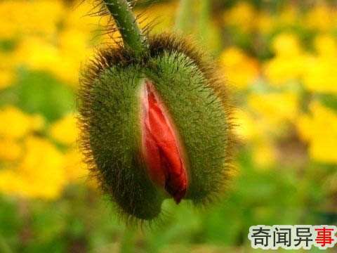 ڻ20֮Ļ800Զ