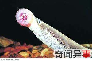 Ļ̻ ߺʳ˹֮