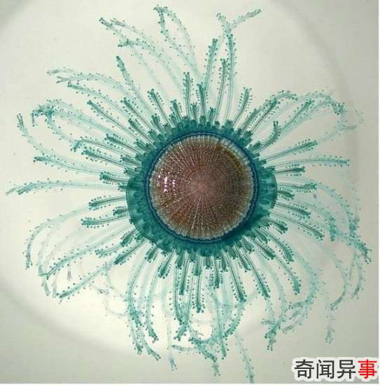 组图:盘点14种最美的水母 犹如外星来客