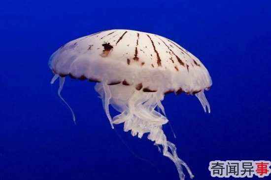组图:盘点14种最美的水母 犹如外星来客
