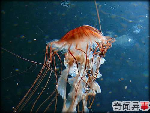 组图:盘点14种最美的水母 犹如外星来客