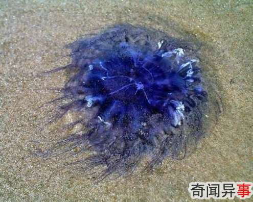 组图:盘点14种最美的水母 犹如外星来客