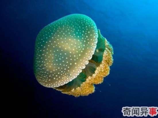 组图:盘点14种最美的水母 犹如外星来客
