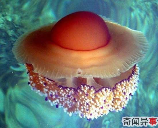 组图:盘点14种最美的水母 犹如外星来客