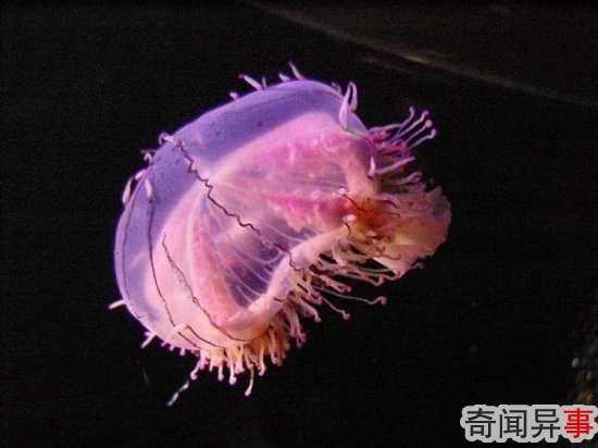组图:盘点14种最美的水母 犹如外星来客