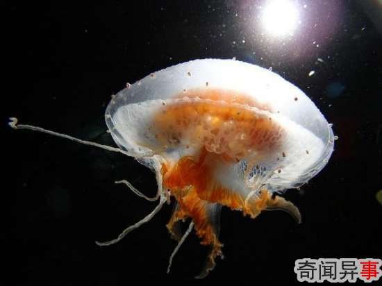 组图:盘点14种最美的水母 犹如外星来客