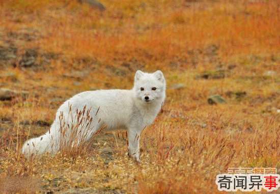 宋朝最轰动的UFO事件:民众称其“帽妖”