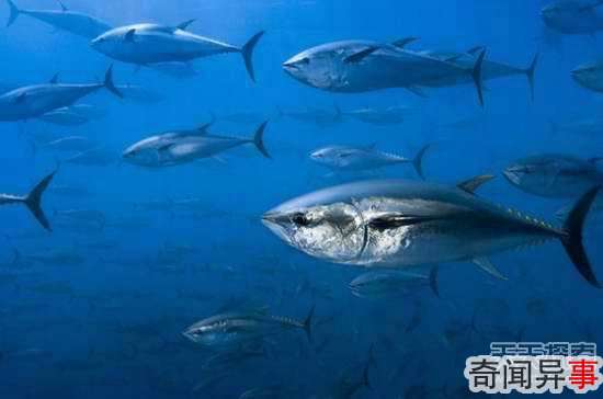 中国人离不开的健康食物:第一是它