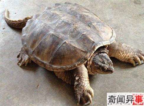 巨龟藏身寺庙:重50斤僧人称有800岁