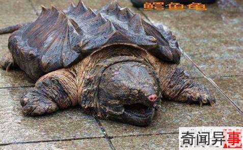 巨龟藏身寺庙:重50斤僧人称有800岁