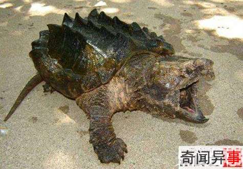 巨龟藏身寺庙:重50斤僧人称有800岁