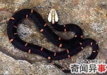 毒物