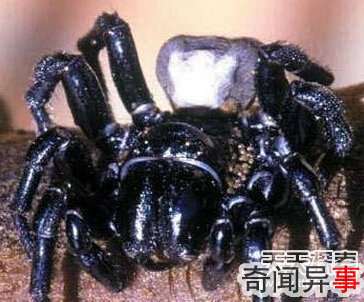 碰到了绕开走!揭自然界中最致命毒物