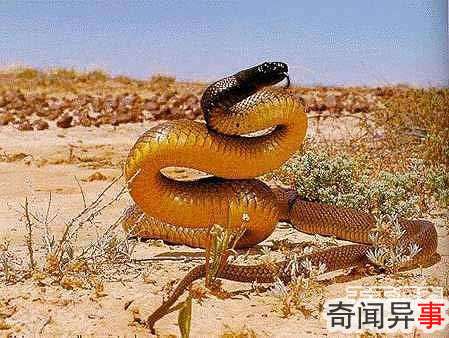 毒物