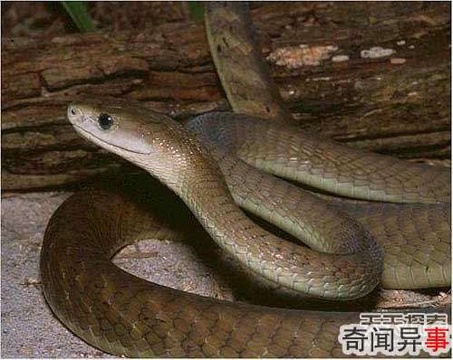 毒物