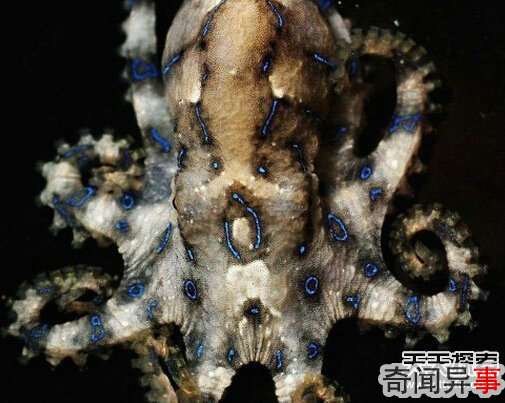碰到了绕开走!揭自然界中最致命毒物