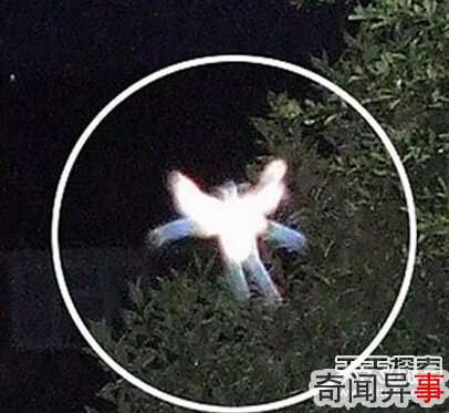 有图有真相!最真实的外星人事件大曝光