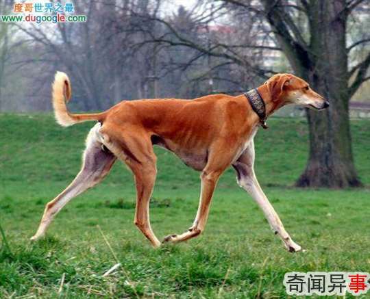 ĹNo.10:·ȮSaluki
