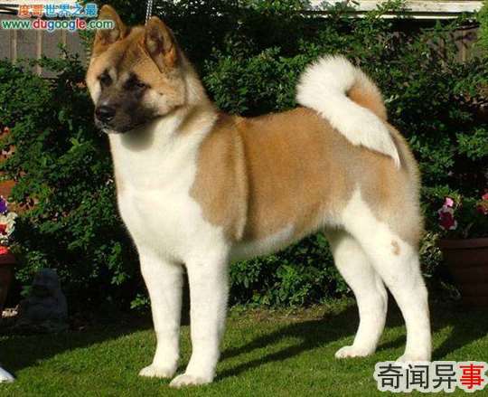 ĹNo.6:ȮAkita