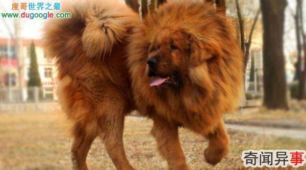 ĹNo.3:Tibetan Mastiff
