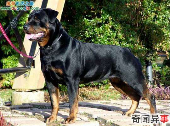 ĹNo.4:ȮRottweiler