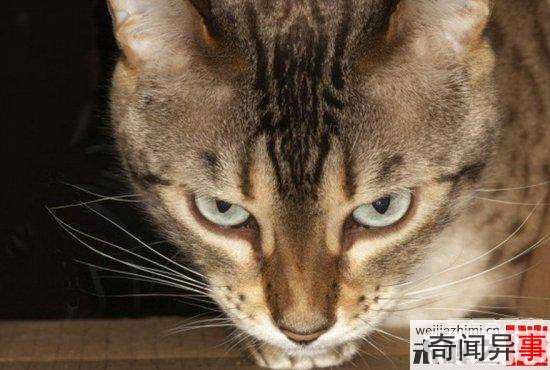 ʵ飺ཻ