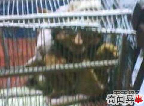 阿根廷男子抓到地精精灵:长相怪异
