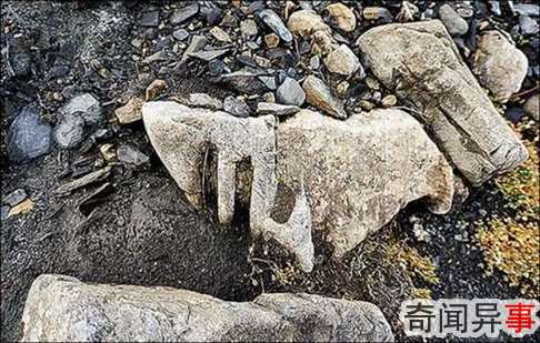 7千万年前巨海生物化石出土,与尼斯湖水怪相似