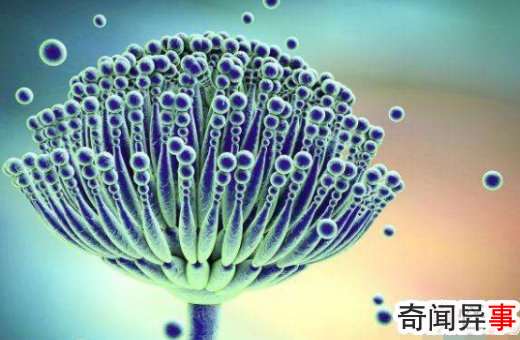 霉菌是什么?