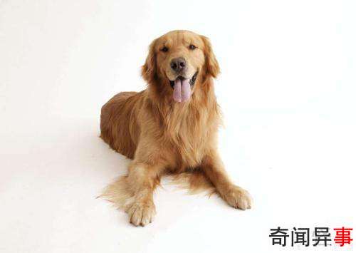 狗狗为什么喜欢跟人一起睡觉?