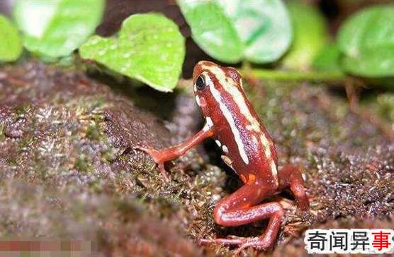 蛙类毒王幽灵箭毒蛙,一身毒液可杀10个成年人(无解药)