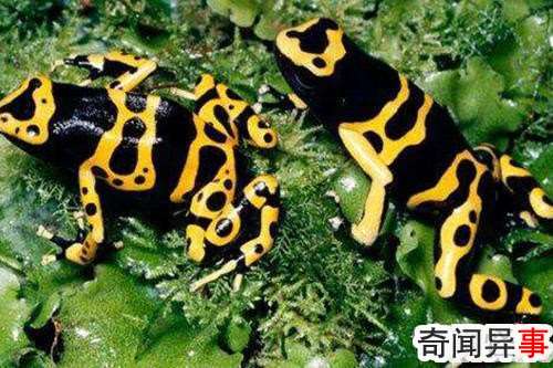 幽灵箭毒蛙这么毒,为什么没把自己毒死?