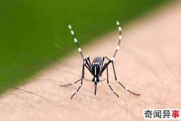 蚊子喜欢咬什么人?