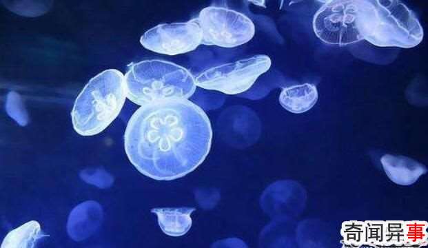 桃花水母是什么水母,桃花水母为什么是“活化石”