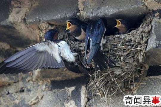 ڼԤʾʲô˼?˺Ͳϣ
