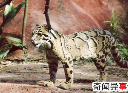 台湾最大野生动物,台湾云豹被证实已灭绝(人类过度捕杀)