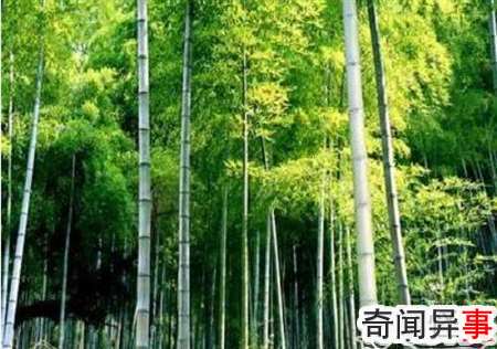 世界上生长最快的植物:毛竹,一昼夜能长高1米(图3)
