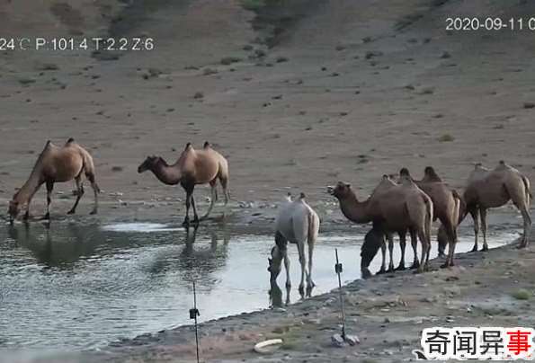 甘肃发现首例白化野骆驼：与众不同的基因，易被世界淘汰