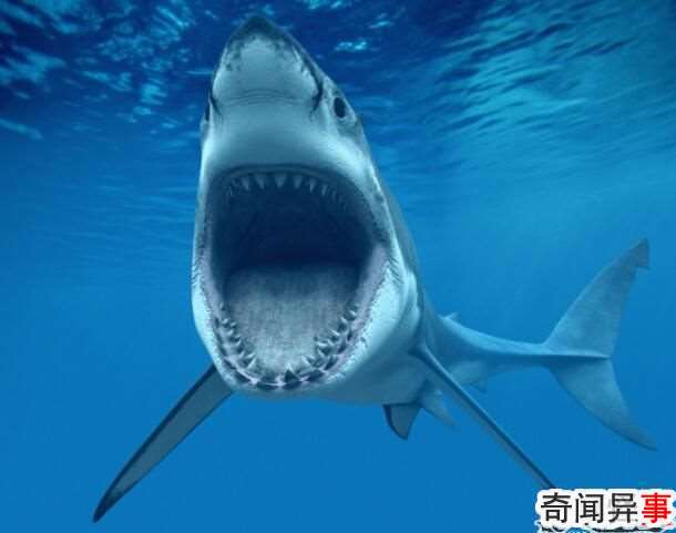 鲨鱼是鱼吗,鲨鱼都有哪些种类