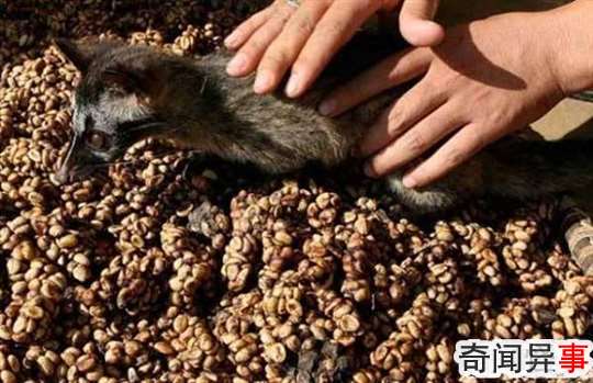 猫屎咖啡真的是猫屎吗?猫屎咖啡的由来(价格不菲)