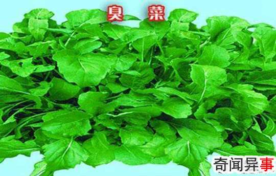 改刀肉是什么地方的菜,东北菜(一道非常重视刀工的菜)