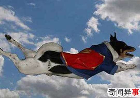 哮天犬的来历,哮天犬在天上是什么神(辅助二郎神斩妖除魔)