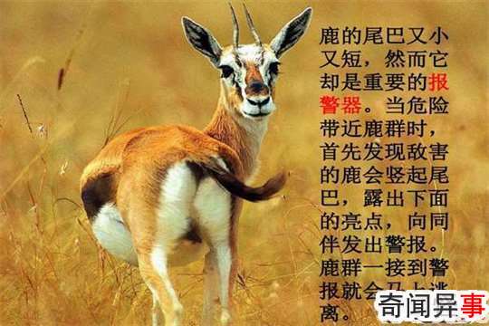 βͶʲôôƽ壨Ʒ