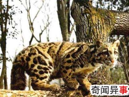台湾最大野生动物,台湾云豹被证实已灭绝(人类过度捕杀)