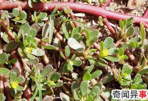 马齿苋不能和什么一起吃 什么人不能吃马齿苋