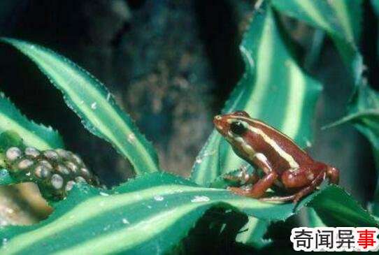 蛙类毒王幽灵箭毒蛙,一身毒液可杀10个成年人(无解药)