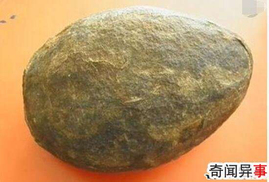 世界上最古老蛋,2.8亿年前的史前恐龙蛋(史前恐龙)