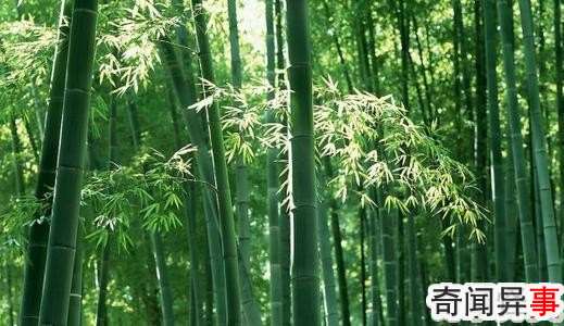 竹子是生长速度最快的植物,为什么它能长那么快?