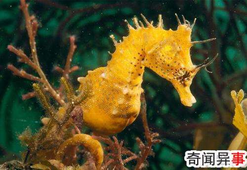 海马是鱼吗?为什么